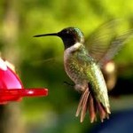 hummingbird