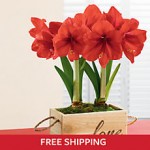 red-lion-amaryllis-plant-gift