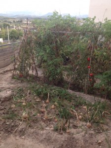 Laura vegetable garden